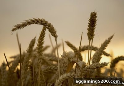 立博体育玩家指南：充值优惠后账号异常申诉与预防全攻略
