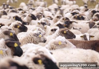 立博体育深度解析：足球赛事直播平台为何必须强化风险控制？